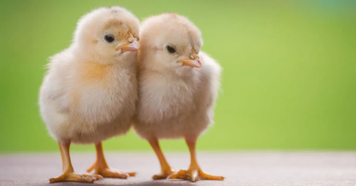 ما تأويلات ابن سيرين لرؤية الكتكوت في المنام للعزباء؟