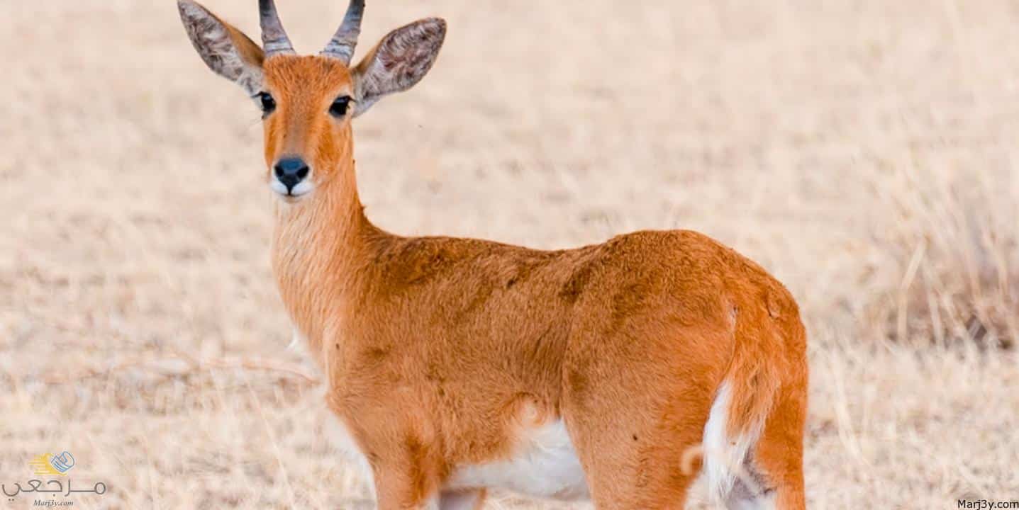 ما تأويل رؤية الغزالة الصغيرة في المنام لابن سيرين؟