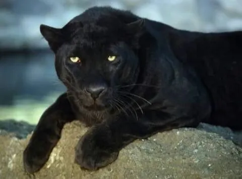 تأويلات ابن سيرين لتفسير رؤية النمر الاسود في المنام