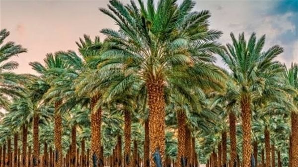 أهم تفسيرات رؤية النخيل في المنام لابن سيرين