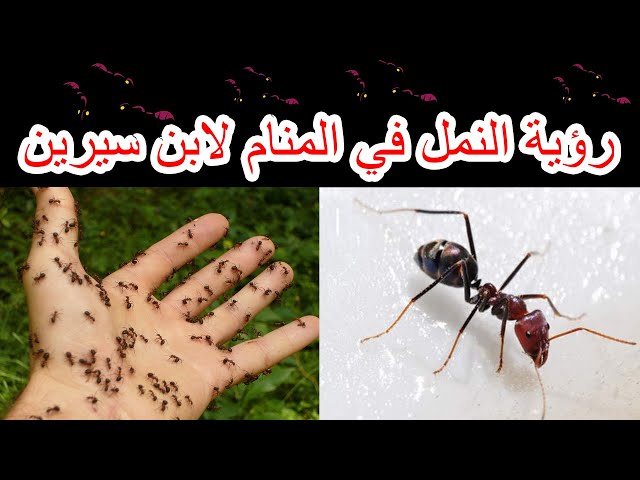 تعرف على تفسير رؤية النمل في المنام للمطلقة