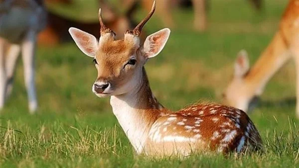 ما هو تفسير رؤية الغزال في المنام للرجل المتزوج؟