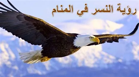 تعرف على تفسير رؤية النسر في المنام للمتزوجة
