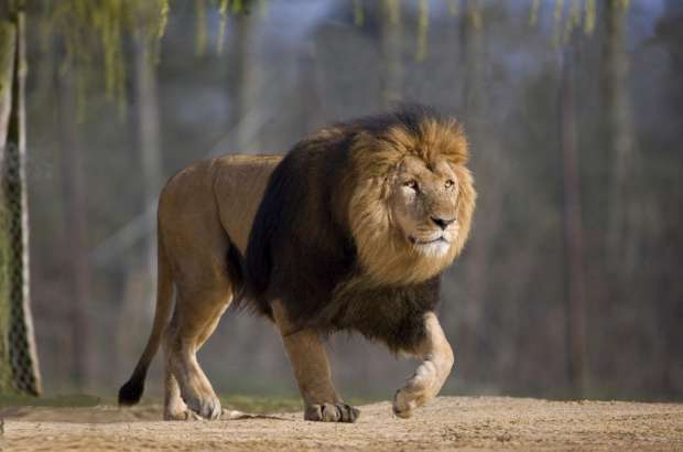 تعرف على تفسير رؤية الأسد في المنام للمتزوجة لابن سيرين