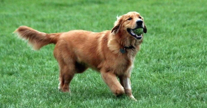 تعرف على تفسير رؤية الكلاب في المنام ابن سيرين