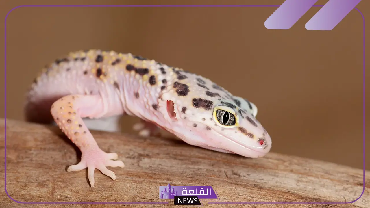 تعرف على تفسير رؤية بريعصي في المنام لابن سيرين