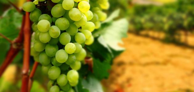 تعرف على تفسير رؤيا العنب في المنام لابن سيرين