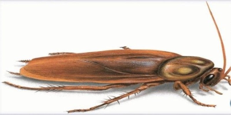 ما هو تفسير الحلم بالصراصير الكثيرة في المنام لابن سيرين؟