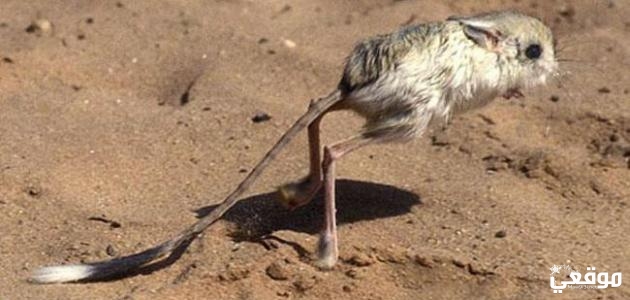 ما هو تفسير الجربوع في المنام لابن سيرين؟